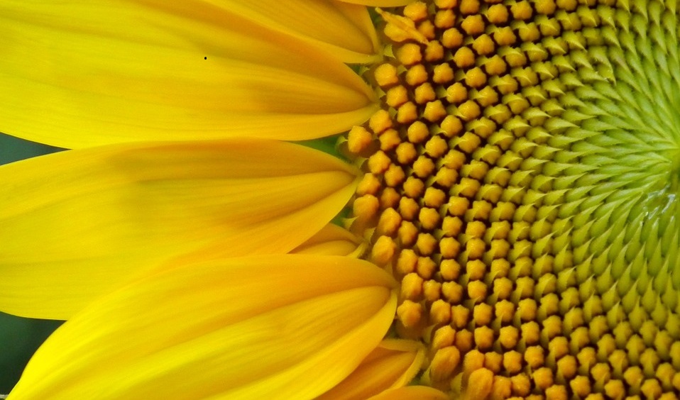 flower-194830_960_720